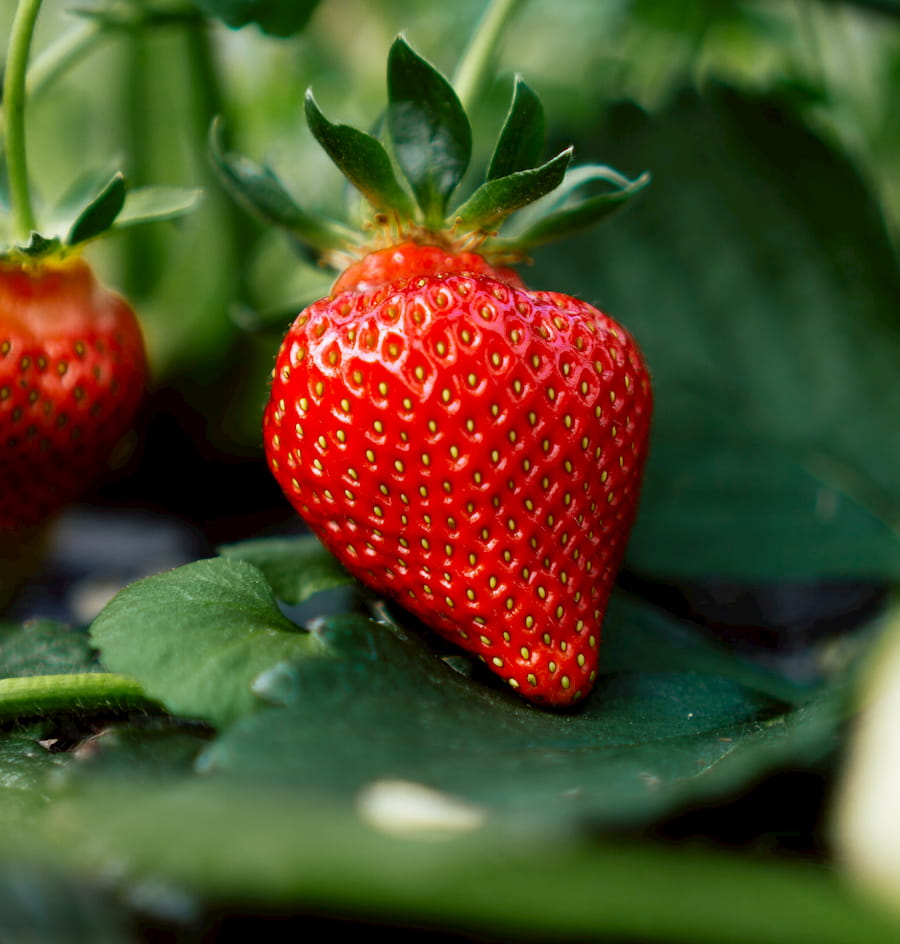 Netkaná textilie pod jahody