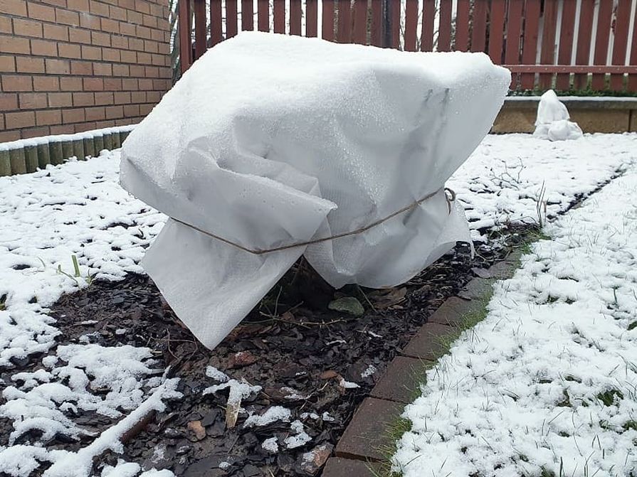 Bílá netkaní textilie chrání keře proti mrazu