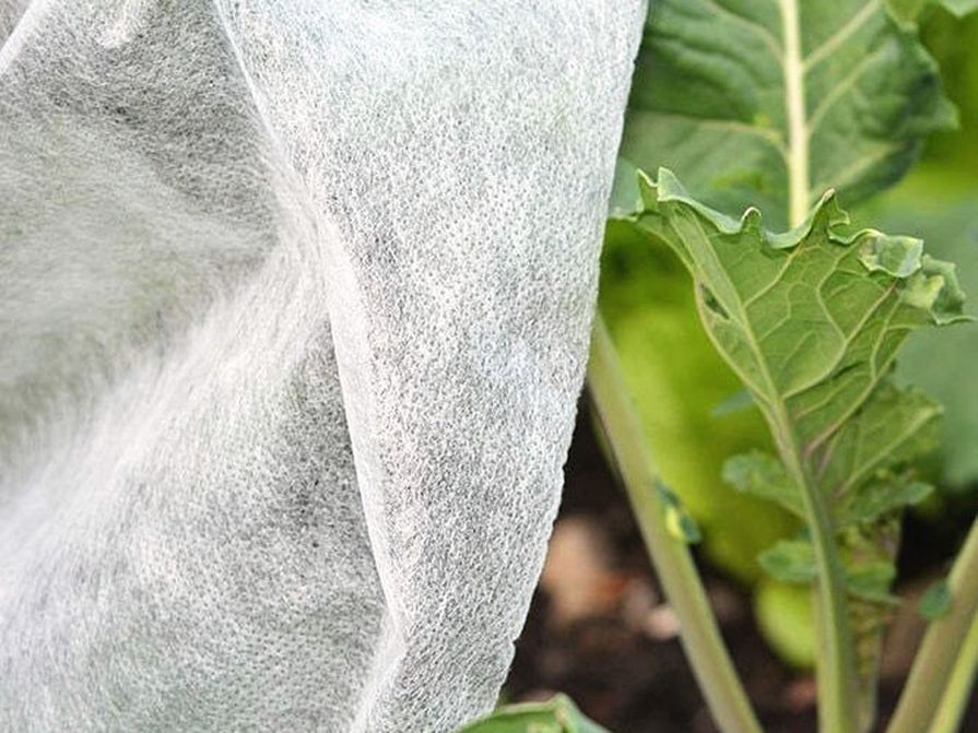 Bílá netkaná textilie chrání rostliny před mrazem