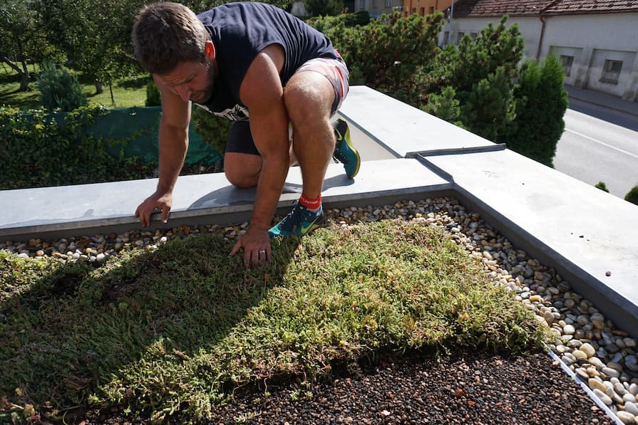 Pokládka rozchodníkového koberce při výstavbě zelené střechy