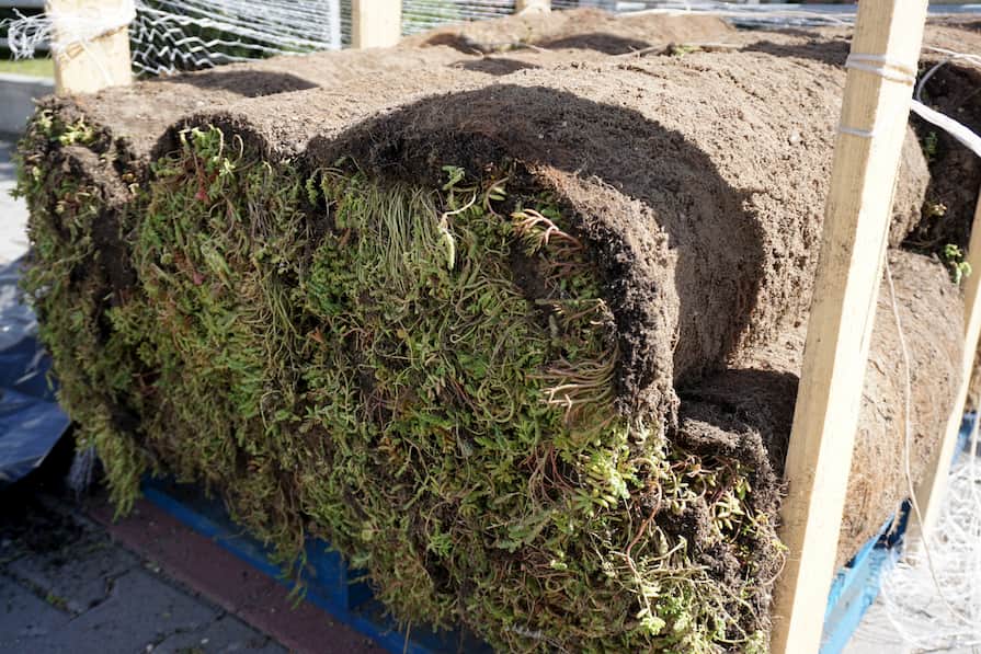 Rozchodníkové koberce zabalené v rolích