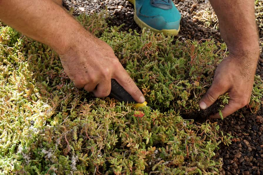 Naříznutí okraje rozchodníkového koberce pro snadnější pokládku role