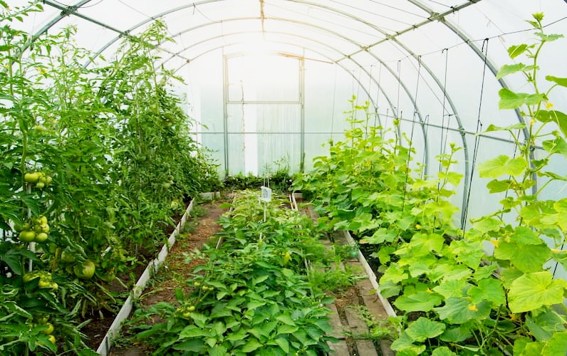 Skleník z polykarbonátu ochrání rostliny před mrazem a sluncem