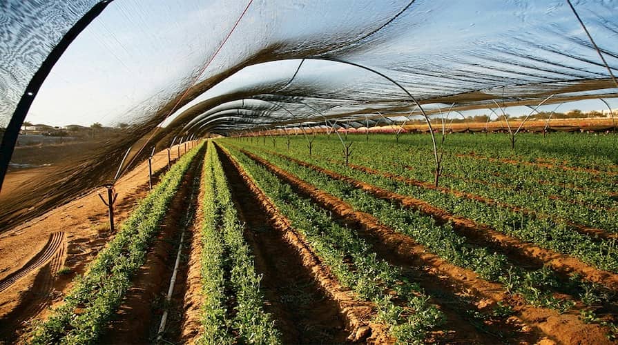 Stínící tkanina instalovaná jako ochrana rostlin