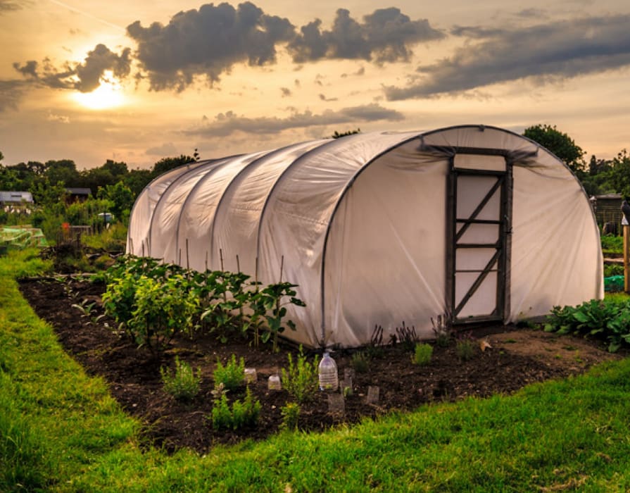 Zahradní fóliovník se západem slunce