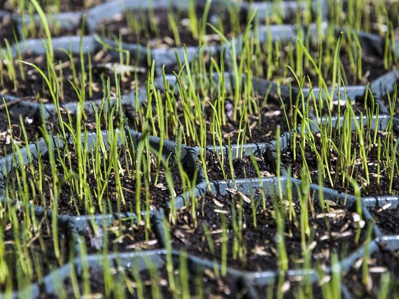 Detail zatravňovací tvárnice s hlínou a trávou