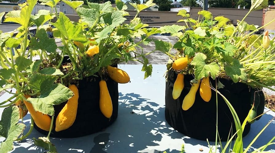 Grow bag z geotextilie (černá)