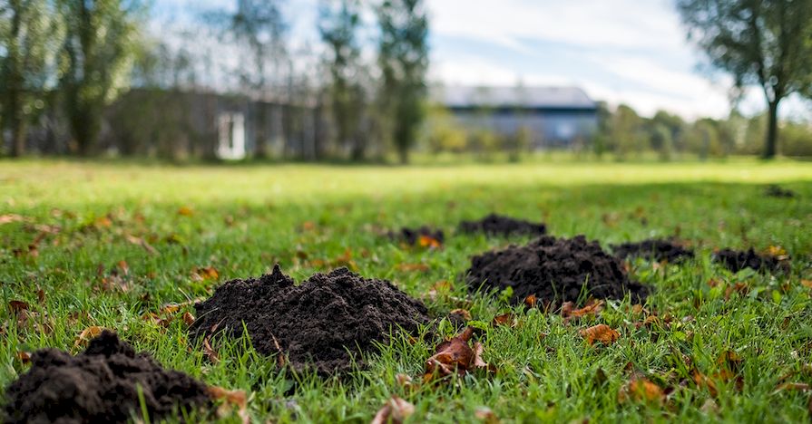 Krtince s napadaným listím v trávníku na zahradě