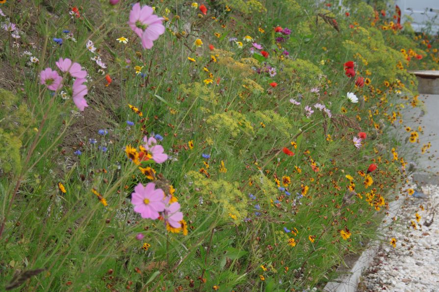 Květnatá louka u chodníku