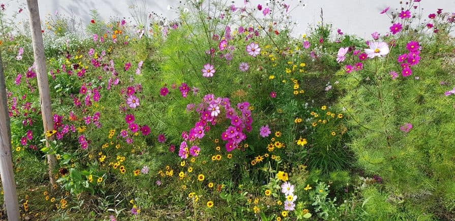 Květnatá louka ve městě