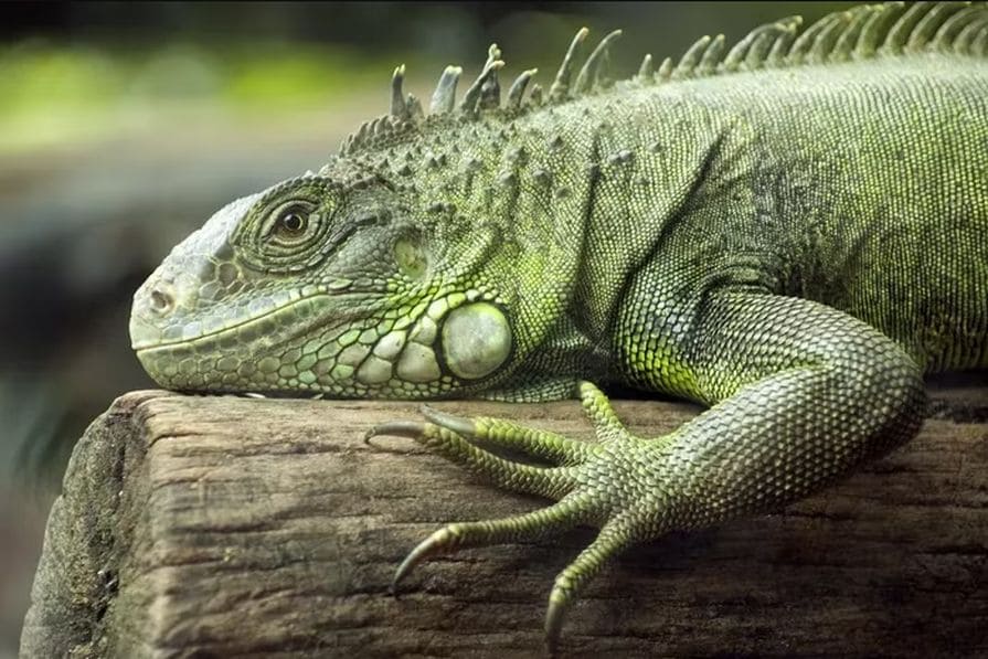 Dospělý leguán zelený