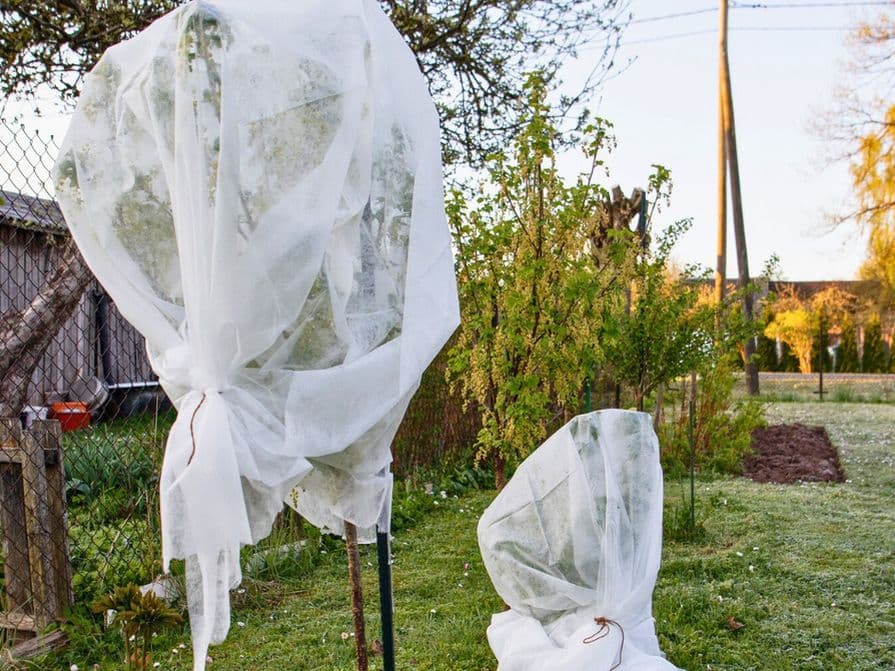 Ochrana stromů proti mrazu