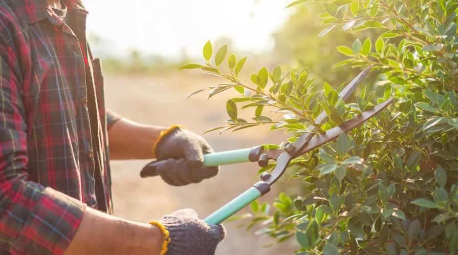 Prořezávání keřů