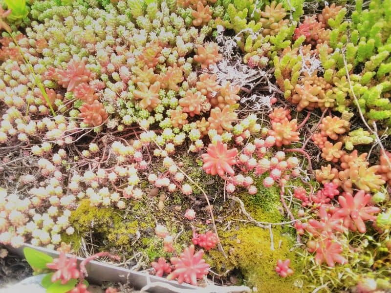 Rozchodníky a mech na zelené střeše