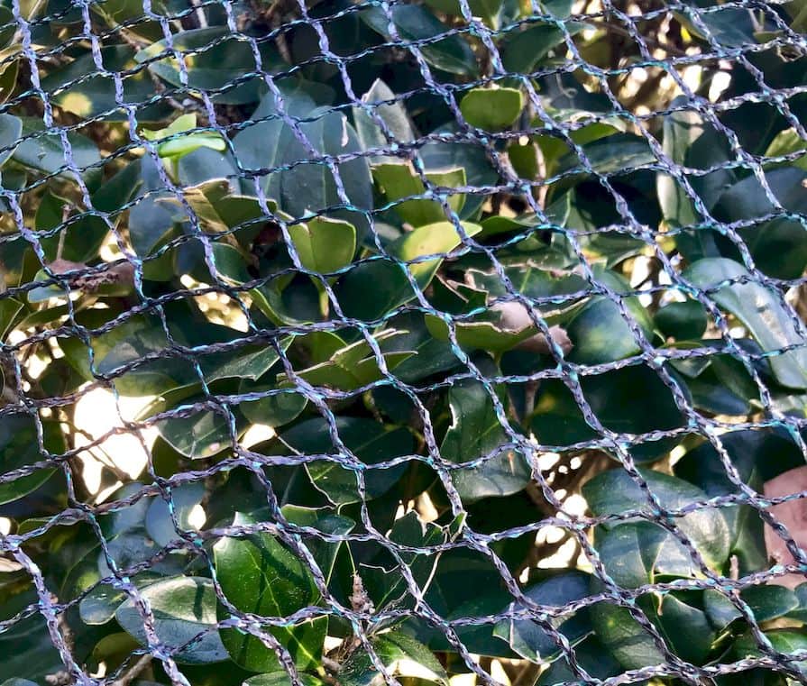 Sítě proti ptákům na ochranu ovoce