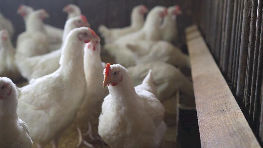 Slepice ve velkochovu