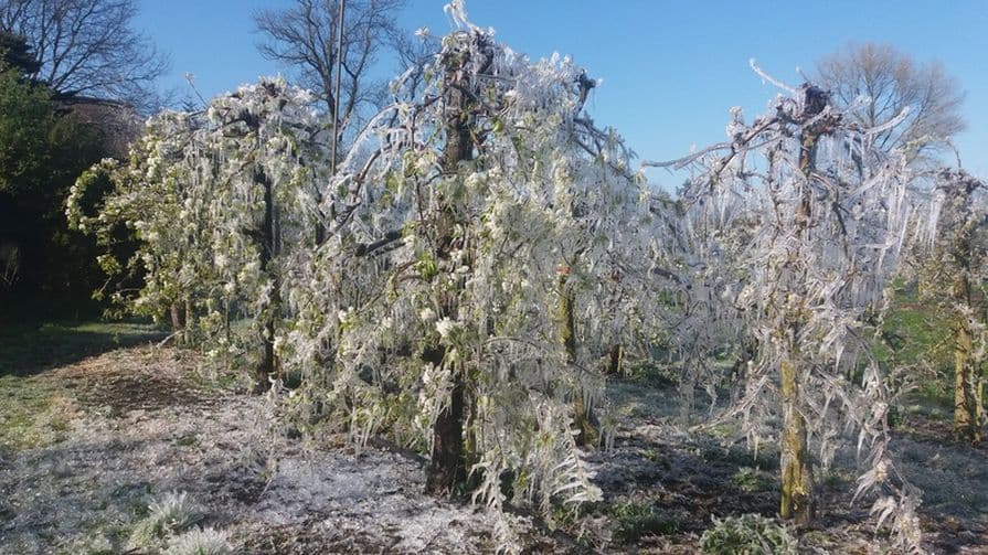Stromy v sadu během jarních mrazíků