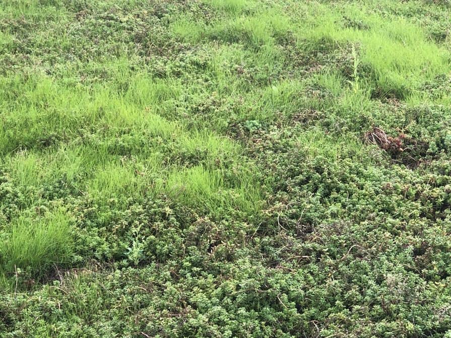 Tráva na zelené střeše