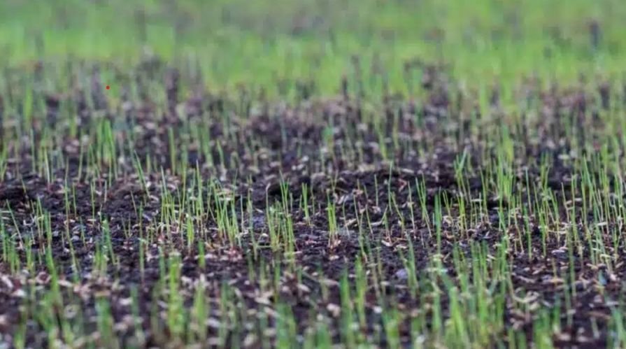 Rašící travní stébla v půdě