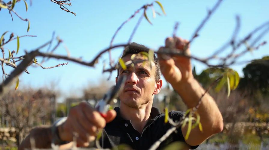 Zahradník prořezávající stromy