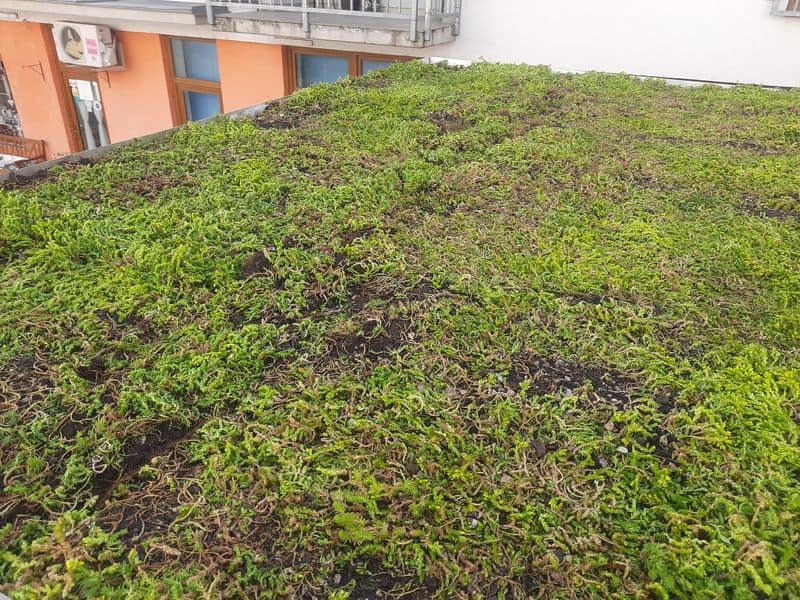 Založení zelené střechy z roku 2023