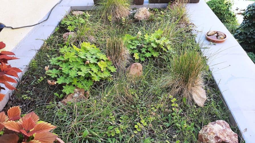 Zelená střecha s lučními květinami